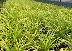 Turzyca oszimska Everillo Carex oshimensis C3