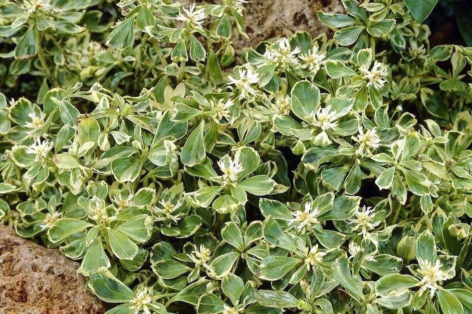 Runianka japońska Variegata Pachysandra terminalis P9