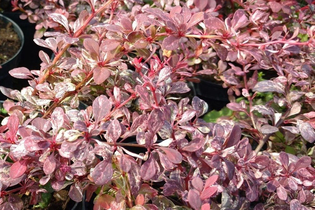 Berberys Thunberga Pink Attraction Berberis thunbergii P9