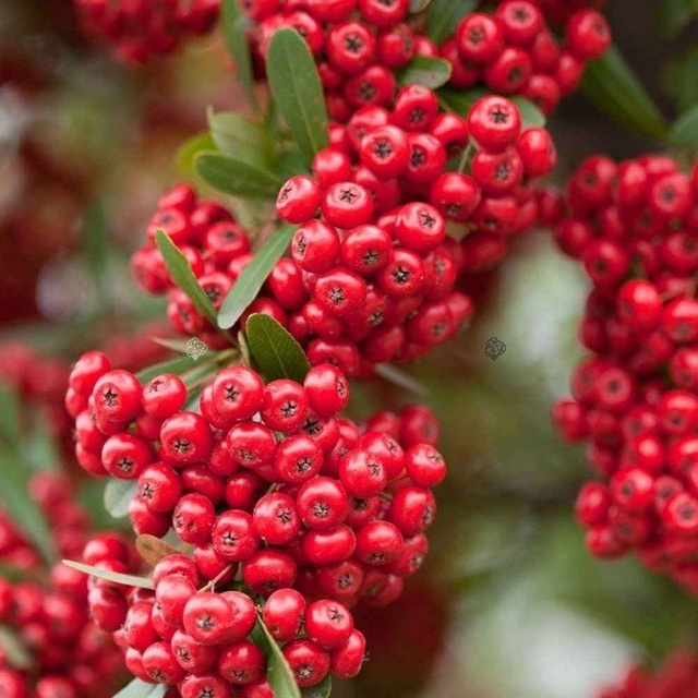 Ognik szkarłatny Red Column Pyracantha coccinea C2