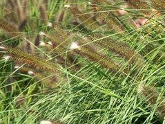 Rozplenica japońska Magic Pennisetum alopecuroides P9