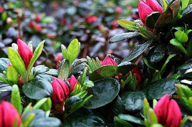 Azalia japońska Nordlicht Rhododendron obtusum C2