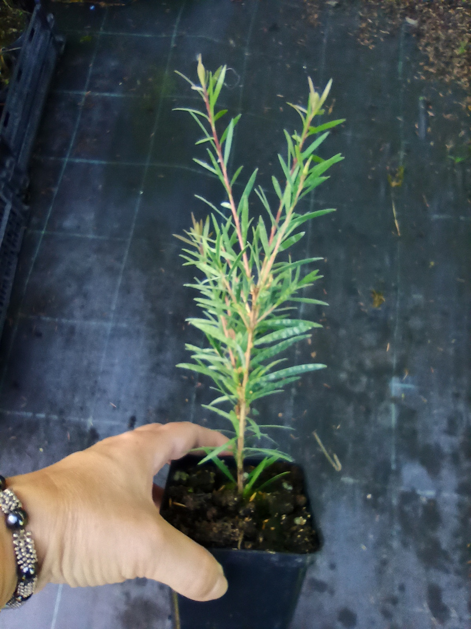 Kuflik Mauve Mist Callistemon P9
