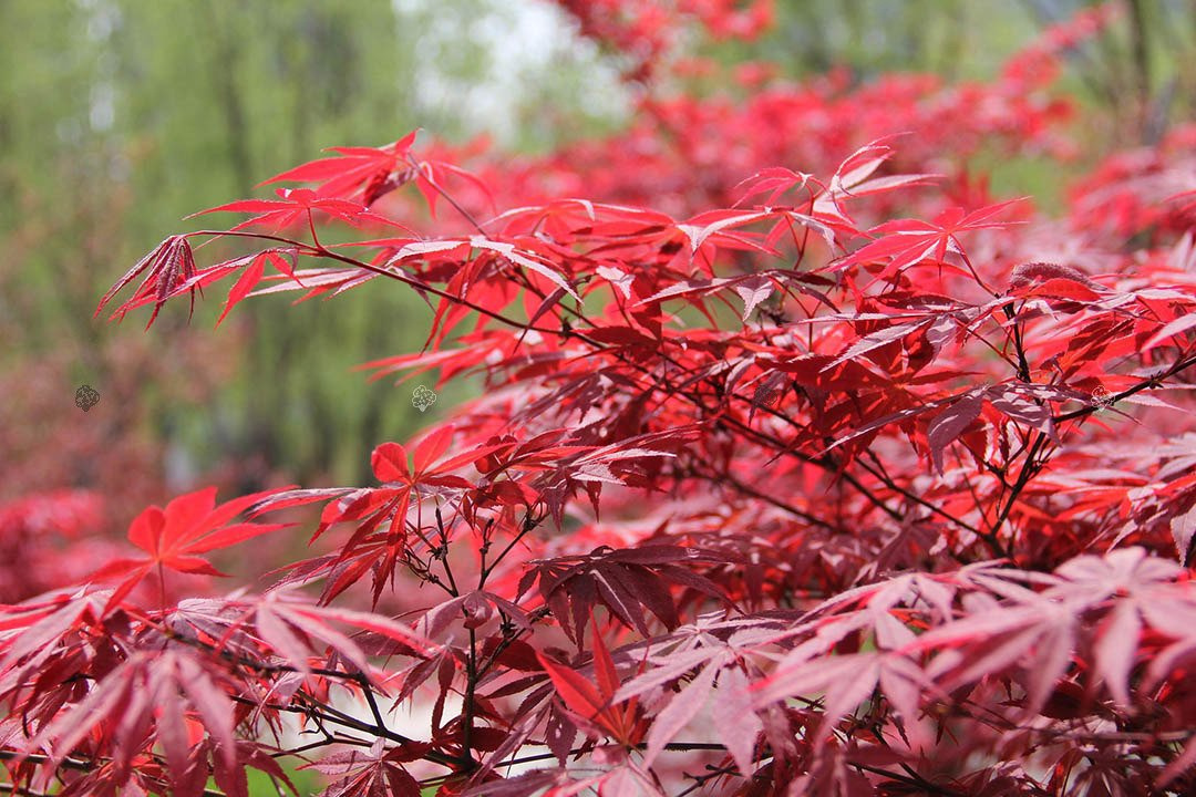Klon palmowy Atropurpureum Acer palmatum C2