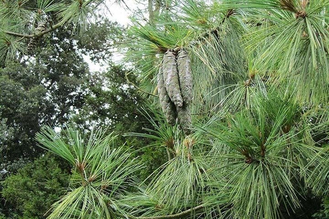 Sosna Himalajska Pinus wallichiana P9