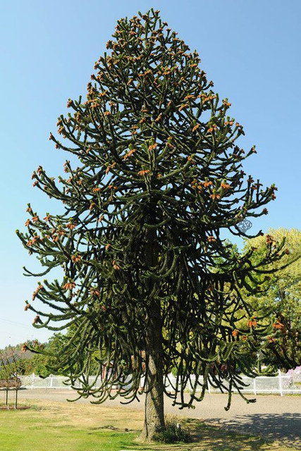 Araukaria chilijska C2