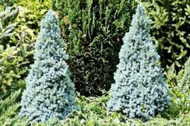 Świerk biały Sander's Blue Picea glauca C3