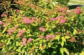 Tawuła japońska Candlelight Spiraea japonica C3