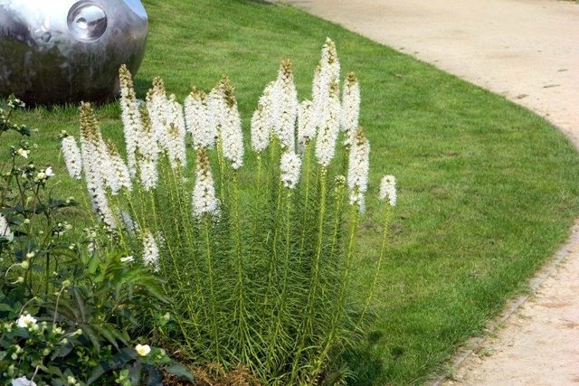 Liatra kłosowa Alba Liatris spicata P9