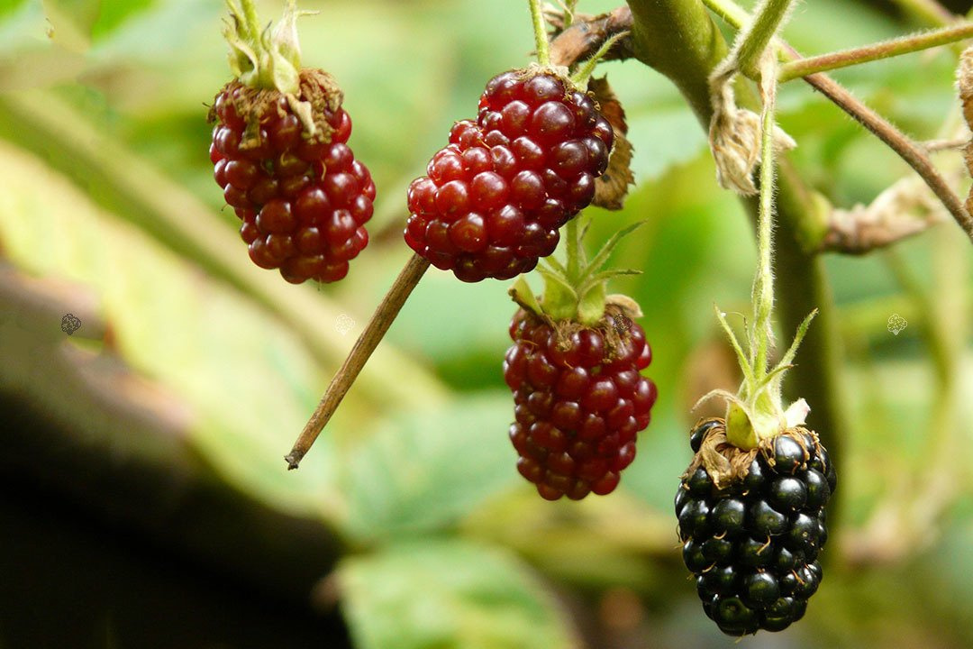 Jeżyna bezkolcowa Gazda Rubus fruticosa C2