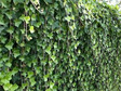 Bluszcz irlandzki Hedera hibernica P9