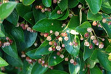 Irga błyszcząca Cotoneaster lucidus P9