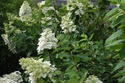 Hortensja bukietowa Kyushu Hydrangea paniculata C3