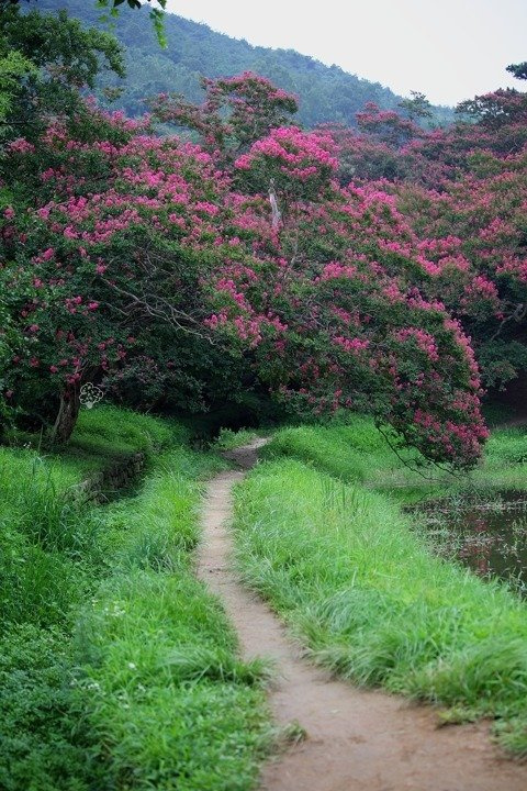 Lagerstroemia indyjska fioletowa Lagerstroemia indica C2