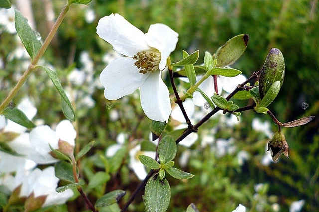 Jaśminowiec Limestone Philadelphus Alabaster P9