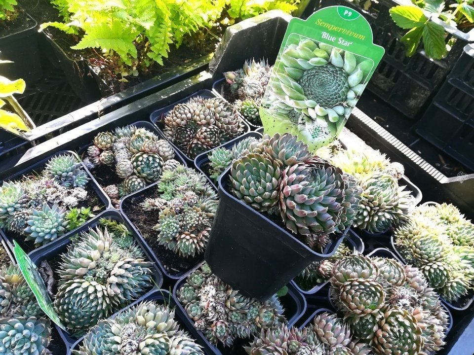 Rojnik Blue Star Sempervivum P9