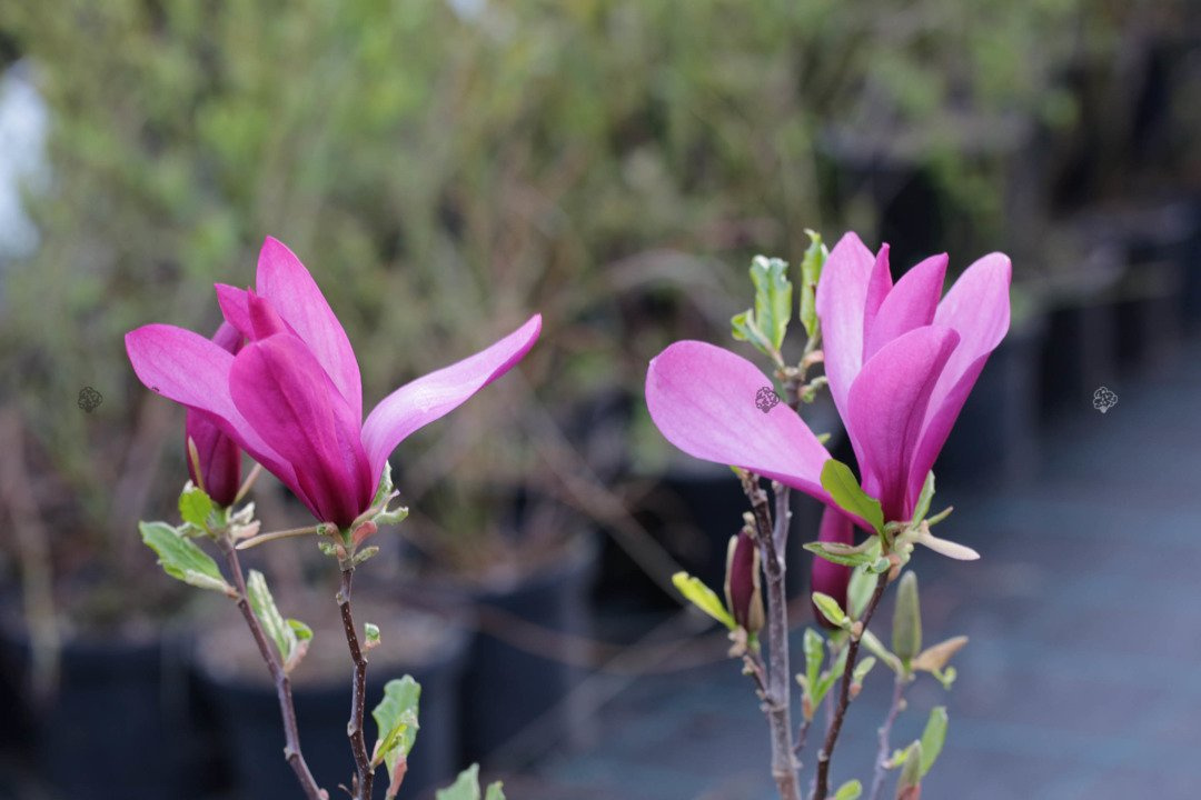Magnolia Susan Magnolia C2