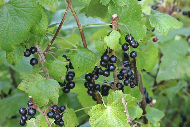Porzeczka czarna Ribes nigrum C2