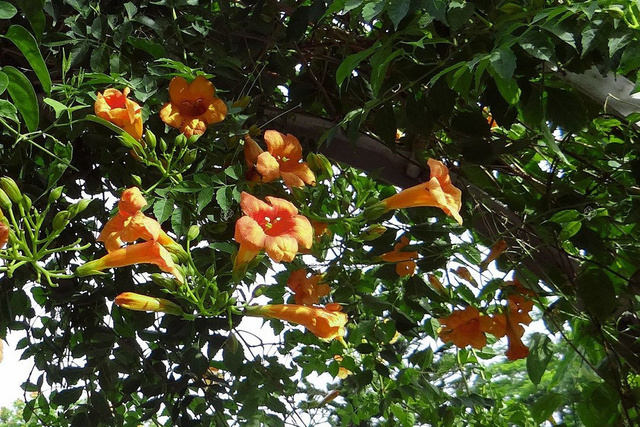Milin amerykański Campsis radicans