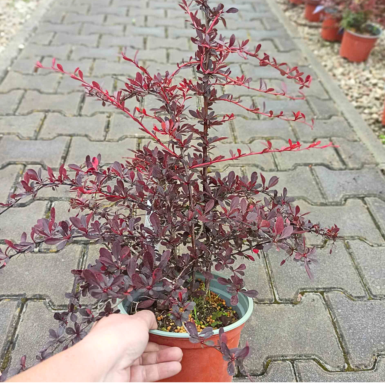 Berberys Thunberga Red Chief Berberis thunbergii C2