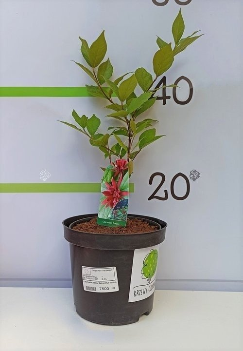 Kielichowiec wonny Calycanthus floridus C2
