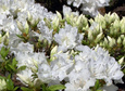 Azalia japońska Feenkissen Rhododendron obtusum C2