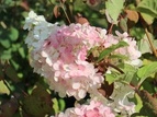 Hortensja bukietowa Pink Lady Hydrangea paniculata