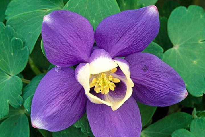 Orlik ogrodowy Jewel Blue Aquilegia hybrida P9