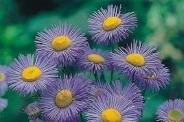 Przymiotno ogrodowe Blau Erigeron hybridus P9