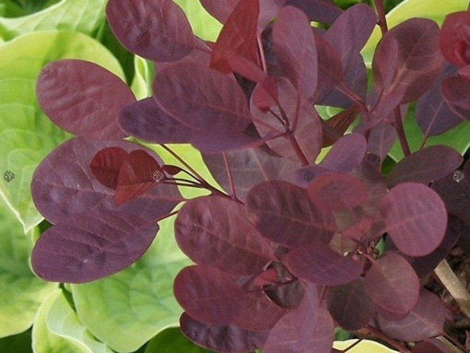 Perukowiec podolski Lilla PBR Cotinus coggygria C3