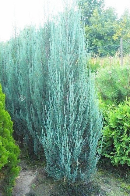 Jałowiec skalny Blue Arrow Juniperus scopulorum C3