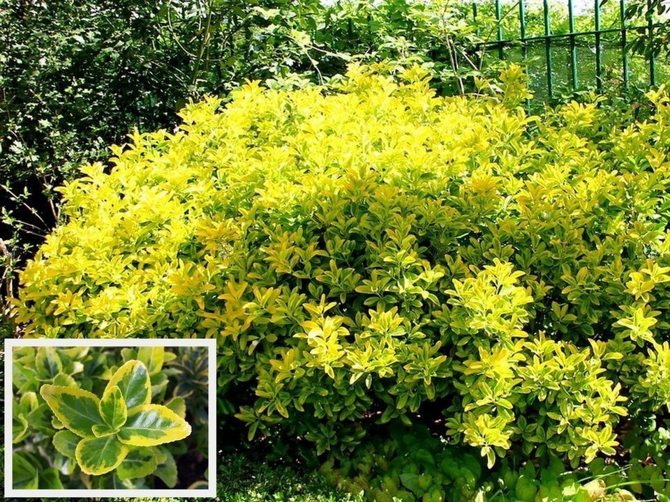 Trzmielina japońska Ovatus Aureus Euonymus japonicus C2