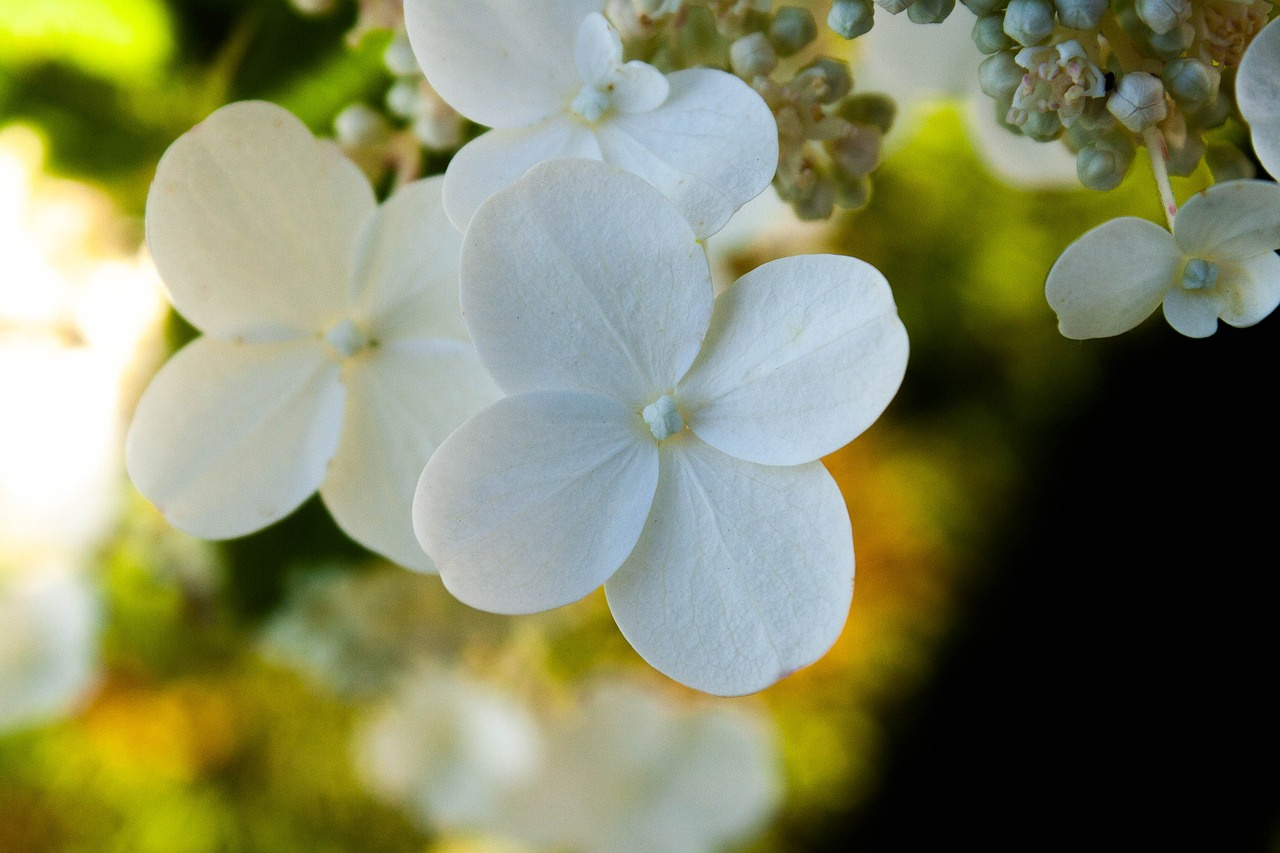 Hortensja ogrodowa Pax Hydrangea macrophylla P9