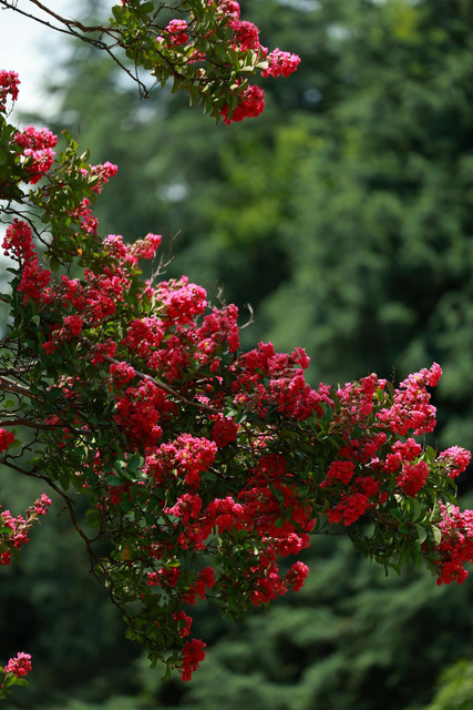 Lagerstroemia indyjska Enduring Red Lagerstroemia indica P9