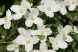 Jaśminowiec Silberregen Philadelphus Silver Shower P9