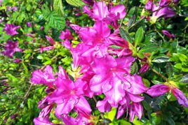 Azalia japońska Geisha Lilac Rhododendron obtusum C2