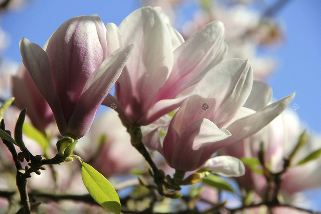 Magnolia Soulange'a Magnolia soulangeana C2