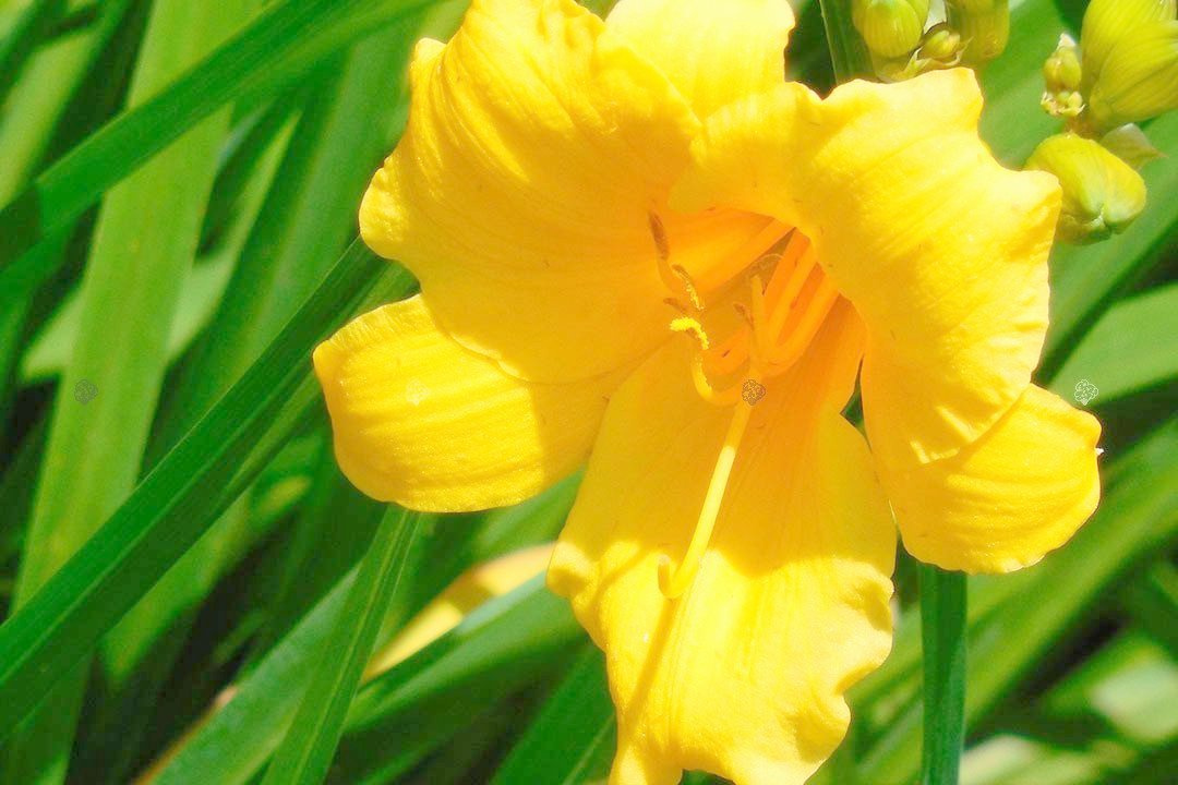Liliowiec Stella De Oro Hemerocallis P9