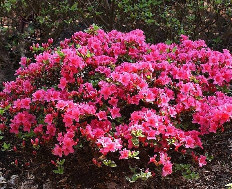 Azalia japońska Michiko Rhododendron obtusum C2