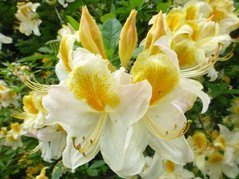 Azalia wielkokwiatowa Toucan Rhododendron (Knaphill-Exbury) C4