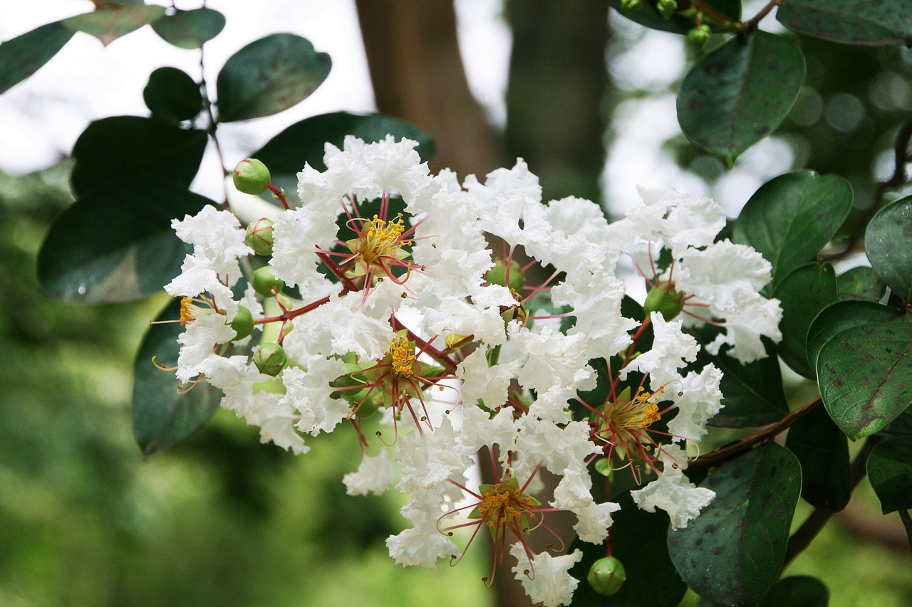 Lagerstroemia indyjska White Lagerstroemia indica P9