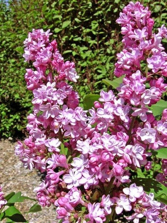 Lilak pospolity Belle de Nancy Syringa vulgaris C2