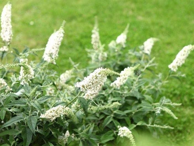 Budleja White Chip PBR Buddleja C3