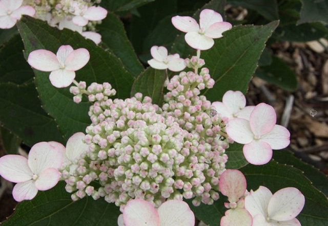 Hortensja bukietowa Early Harry PBR Hydrangea paniculata C3