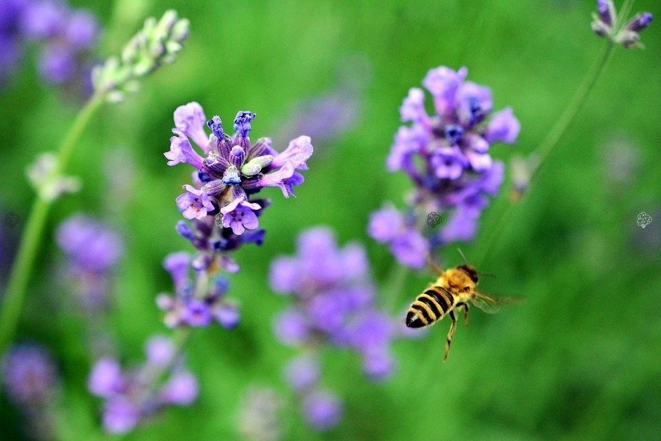 Lawenda wąskolistna Dwarf Blue Lavandula angustifolia C2