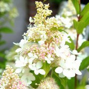 Hortensja bukietowa Confetti PBR Hydrangea paniculata C2