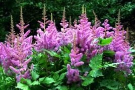 Tawułka chińska Little Vision in Pink PBR Astilbe chinensis C2
