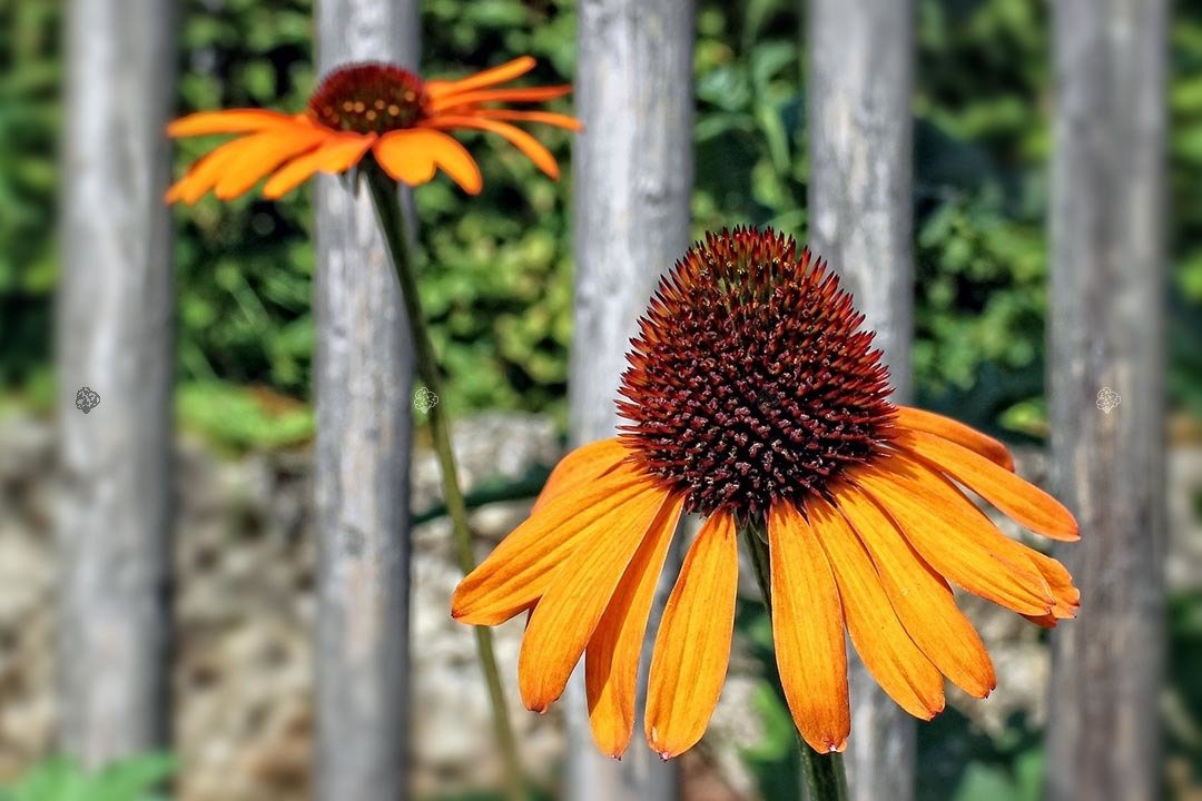 Jeżówka Tangerine Dream PBR Echinacea C2
