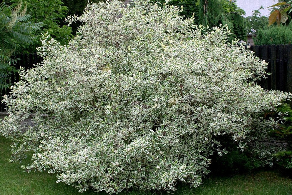 Dereń biały Argenteomarginata Cornus alba C2