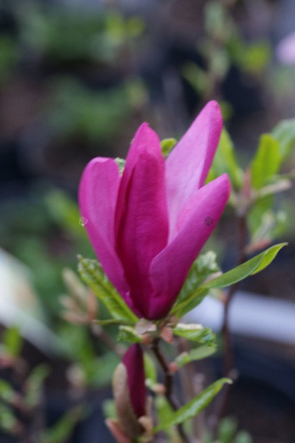 Magnolia Susan Magnolia C2